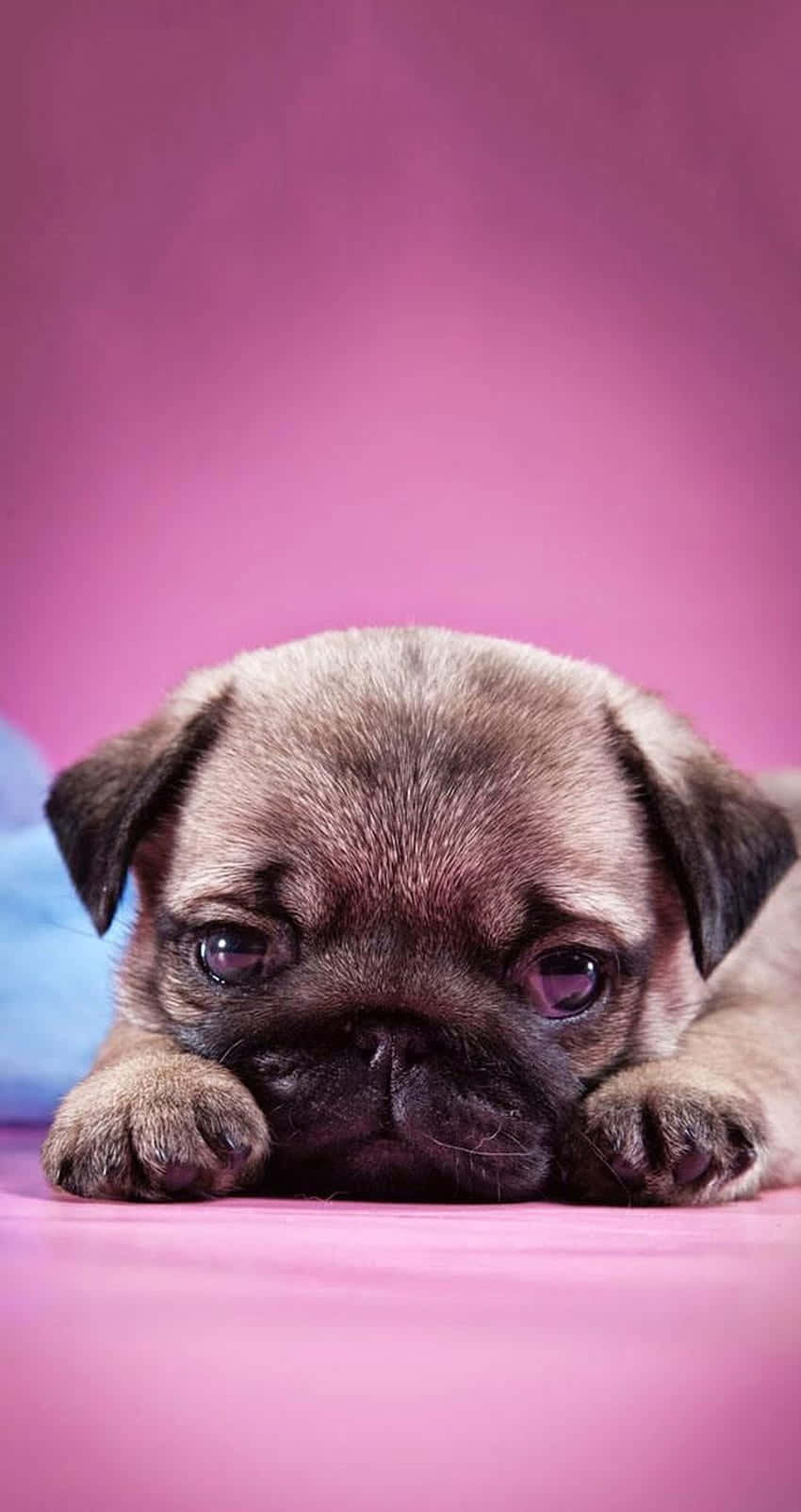 Cute Pug Sad Puppy Wallpaper