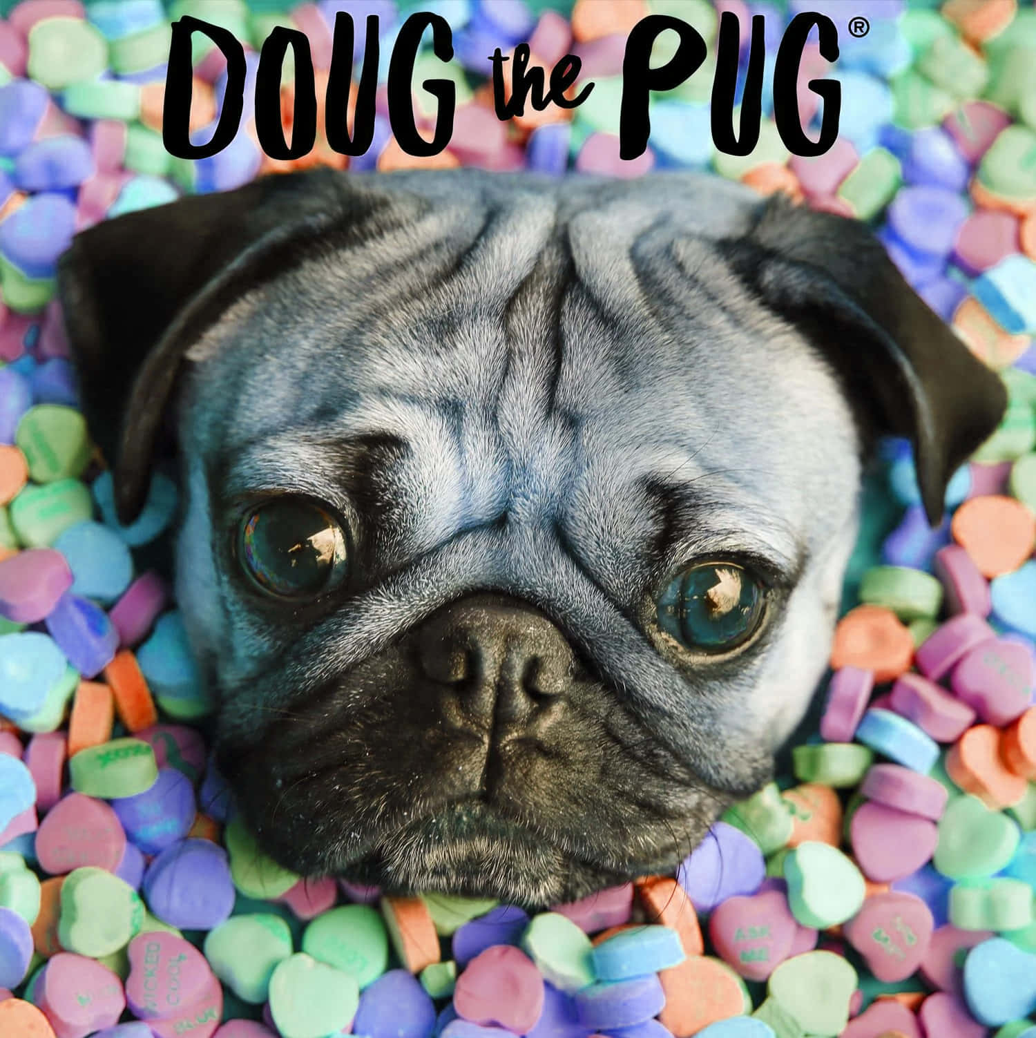 Download Cute Pug Surrounded By Small Colorful Hearts Wallpaper | Wallpapers .com