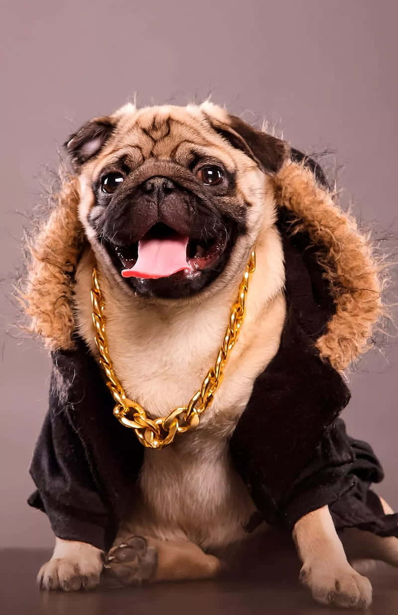 Cute Pug Wearing A Gold Chain Wallpaper