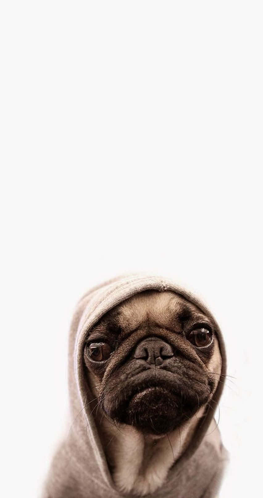 Cute Pug Wearing A Hoody Jacket Wallpaper