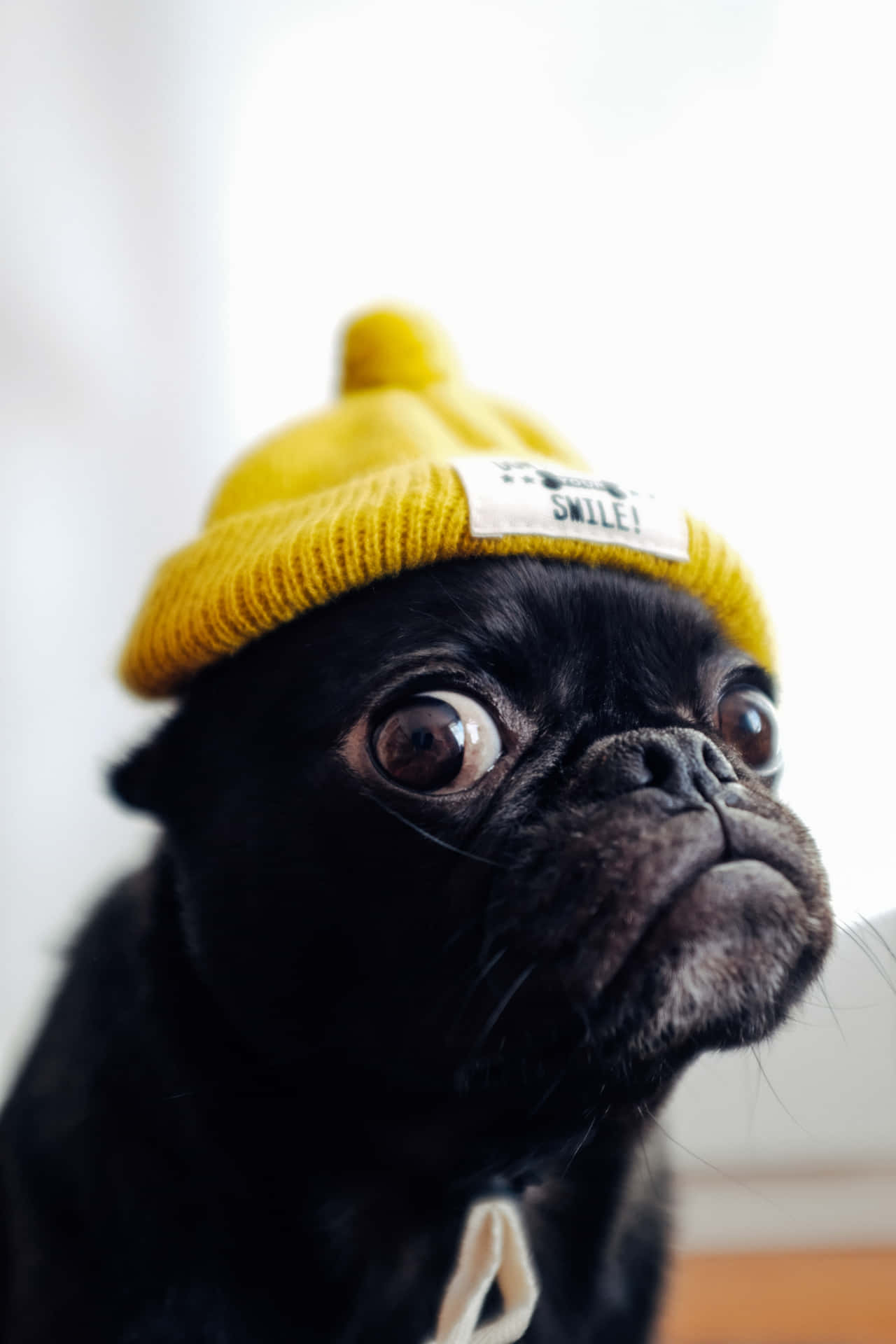 Cute Pug Wearing A Yellow Bonnet Wallpaper