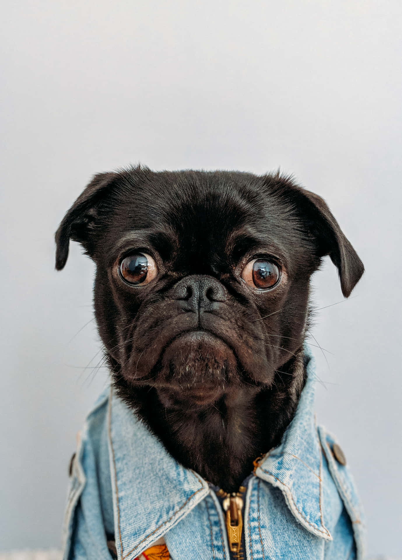 Cute Pug Wearing Denim Shirt Wallpaper