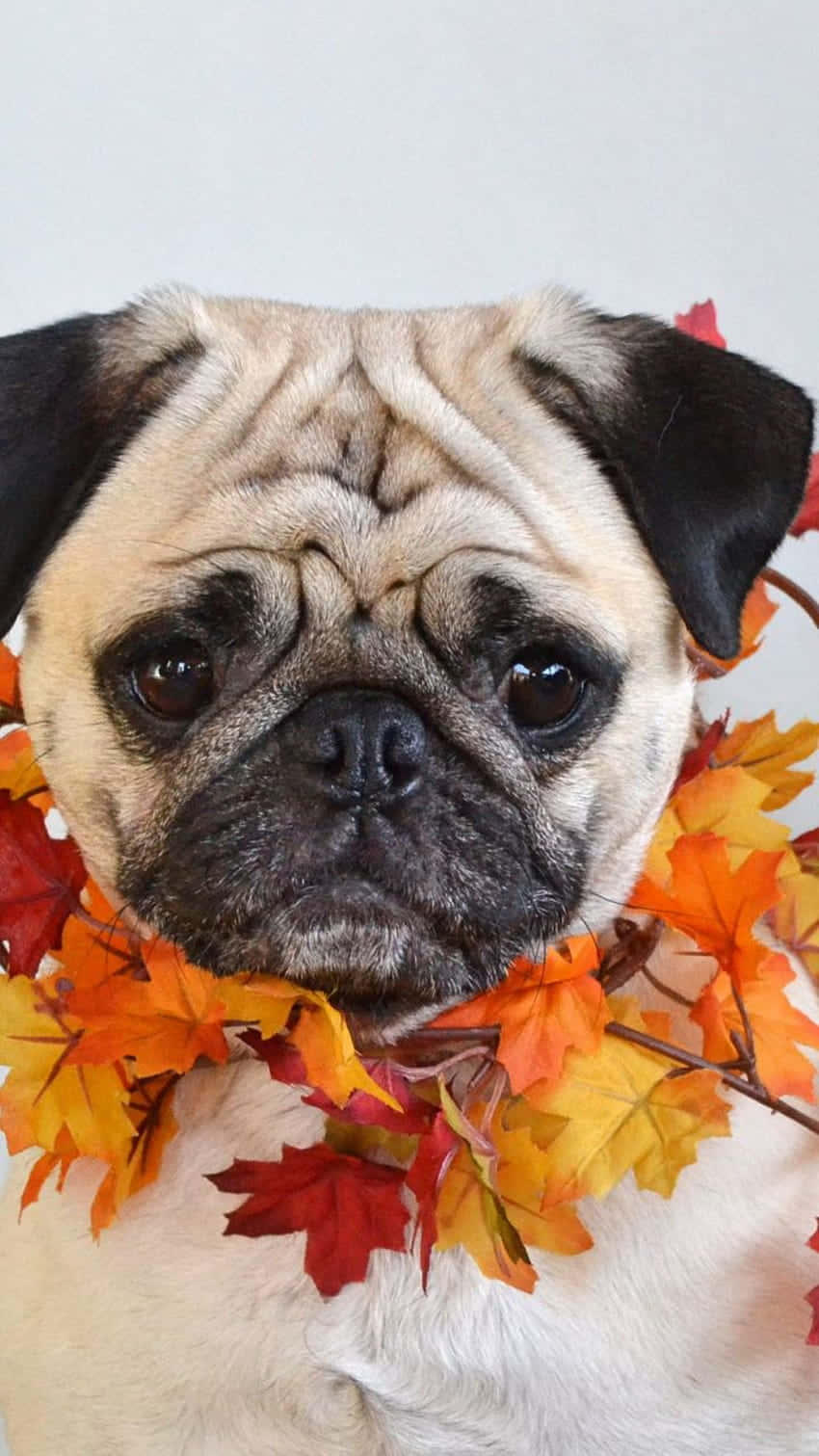 Cute Pug Wearing Maple Leaves Necklace Wallpaper