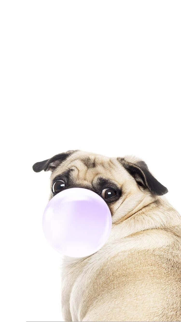 Cute Pug With A Bubblegum Wallpaper
