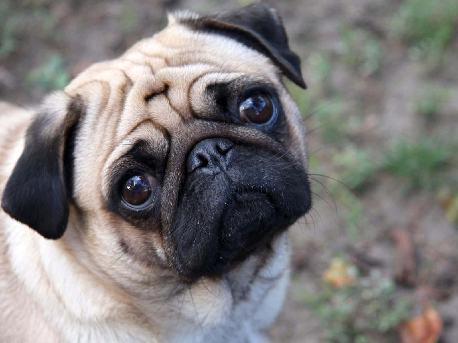 Cute Pug With Black Beady Eyes Wallpaper
