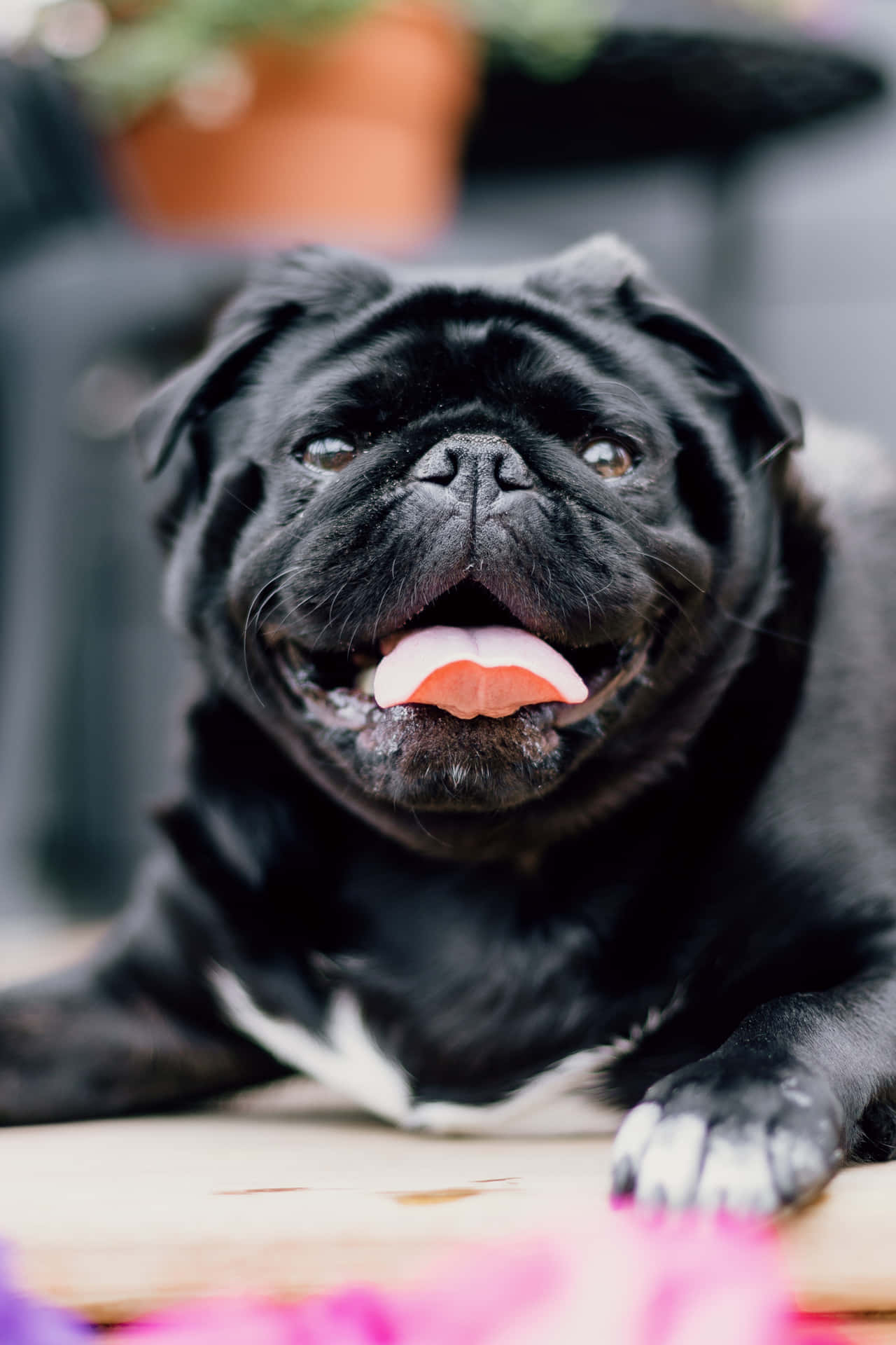 Cute Pug With Shiny Black Fur Wallpaper