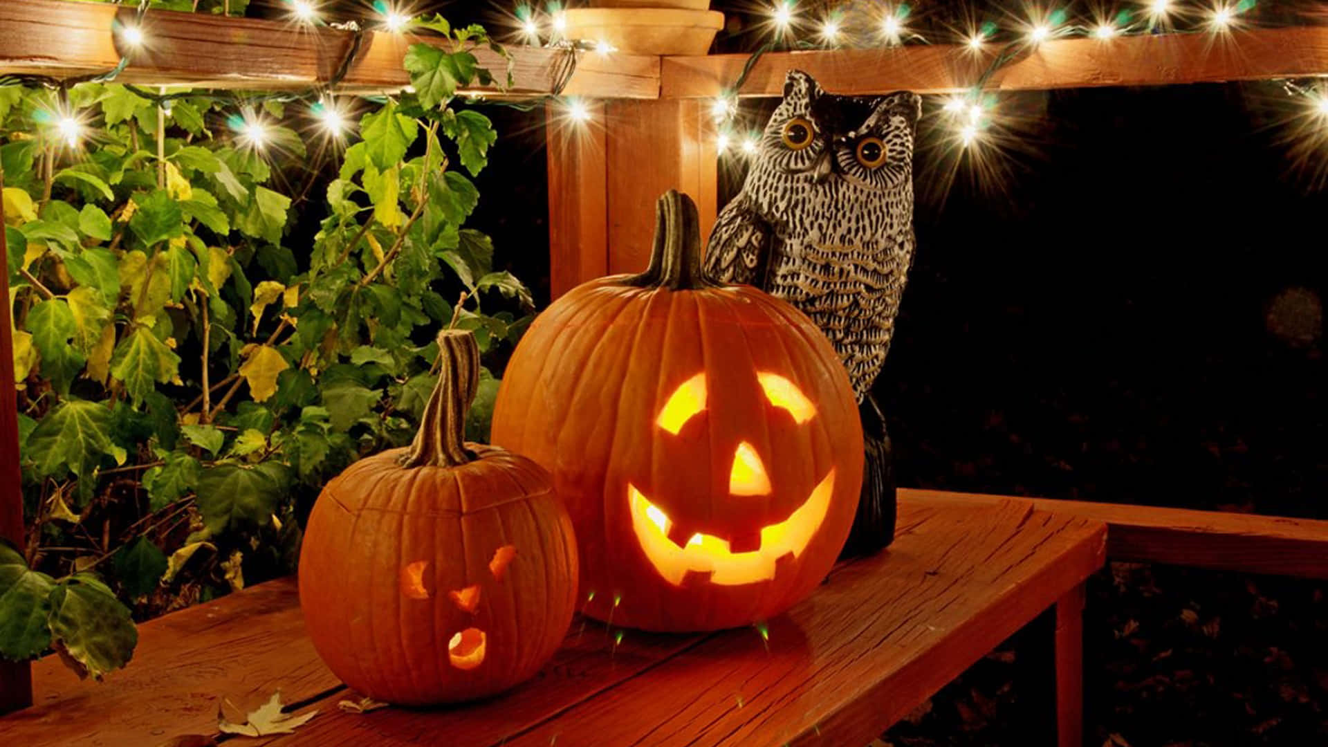 Cute Pumpkin And Owl Picture