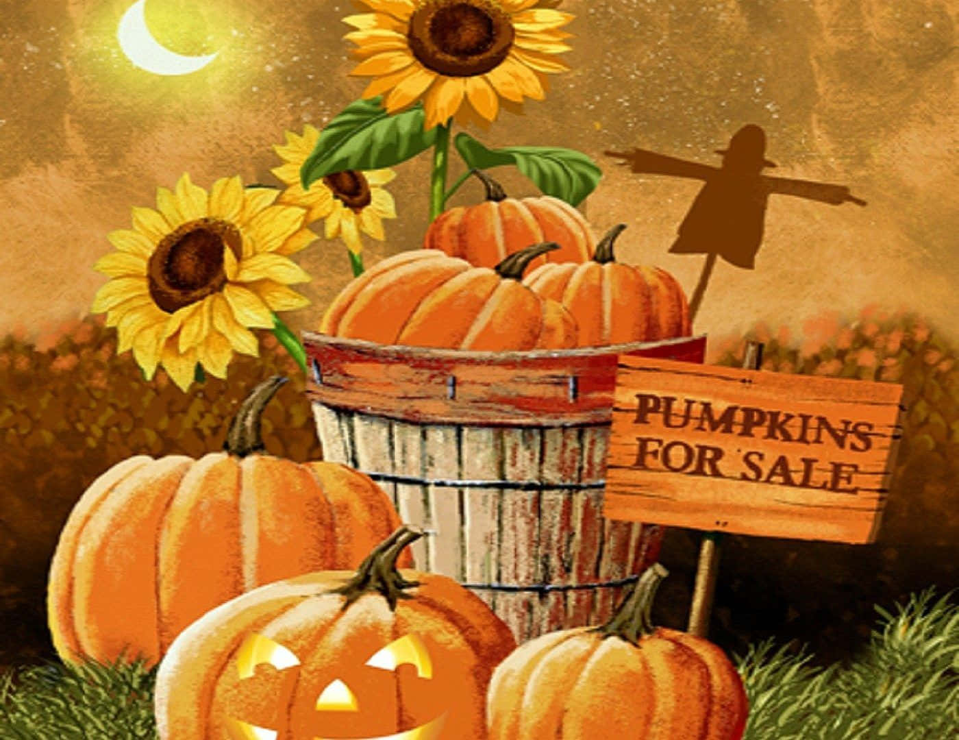 Cute Pumpkins For Sale Picture