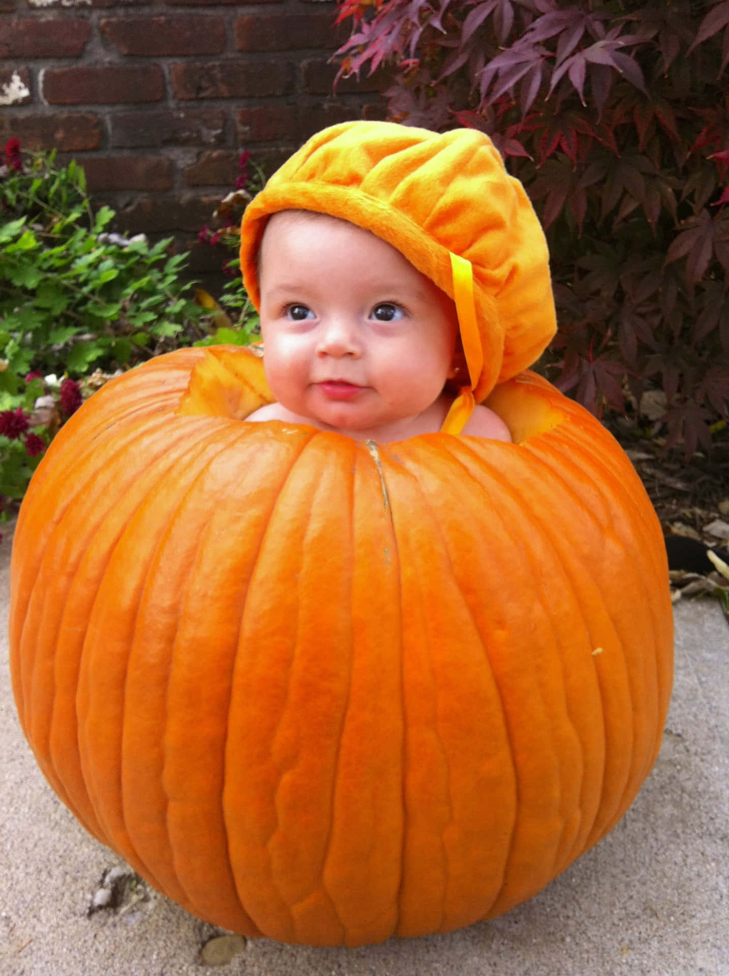 Baby Cute Pumpkin Halloween Picture