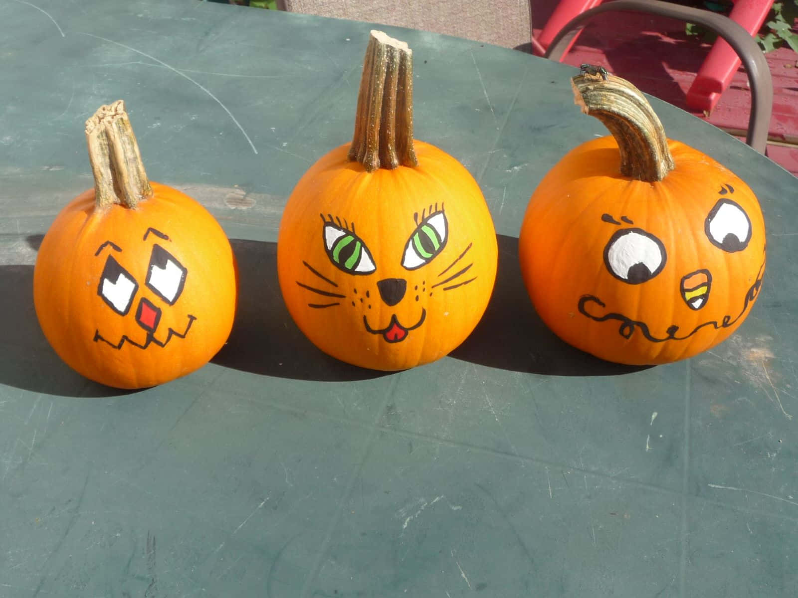Three Cute Pumpkin Cat Looks Picture