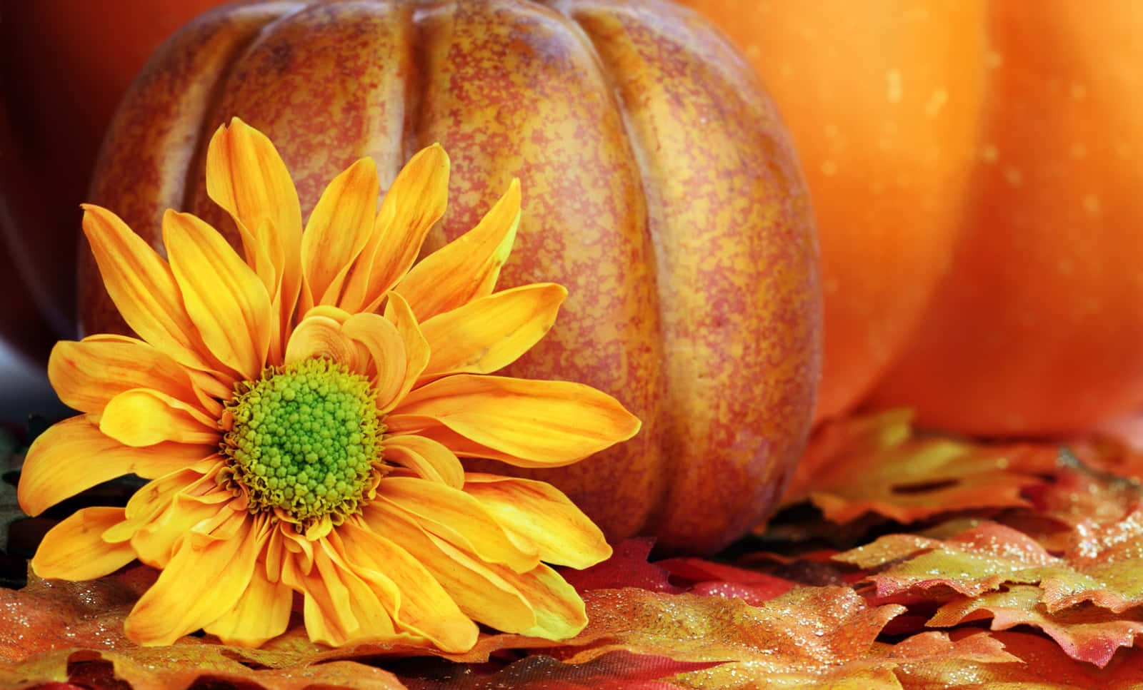 Cute Pumpkin With Autumn Flower Picture