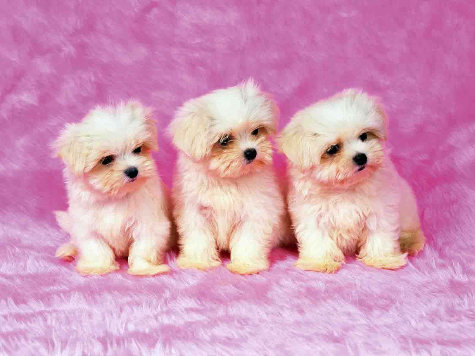 Three White Puppies Sitting On A Pink Background Wallpaper