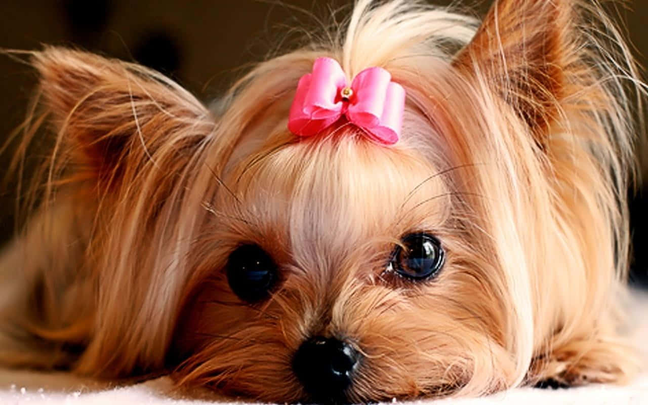 100+] Cute Puppies Wallpapers | Wallpapers.com