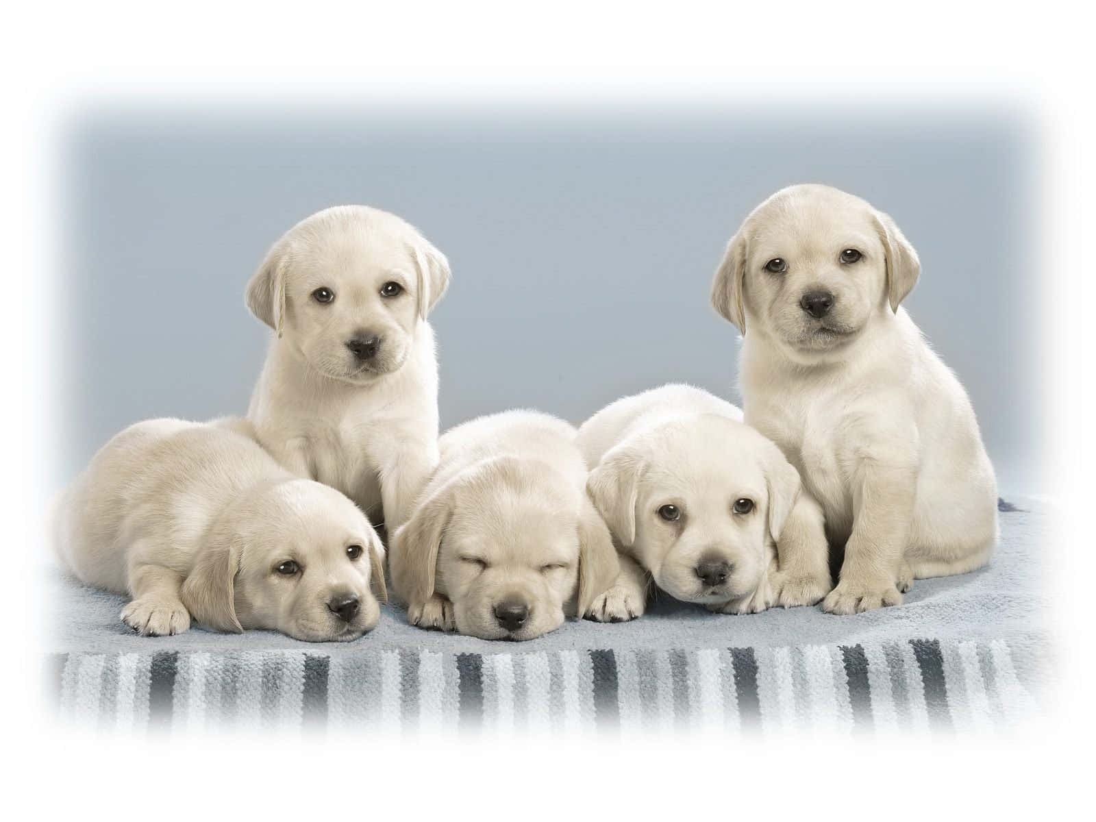 Four Adorable And Cuddly Puppies Snuggling Wallpaper