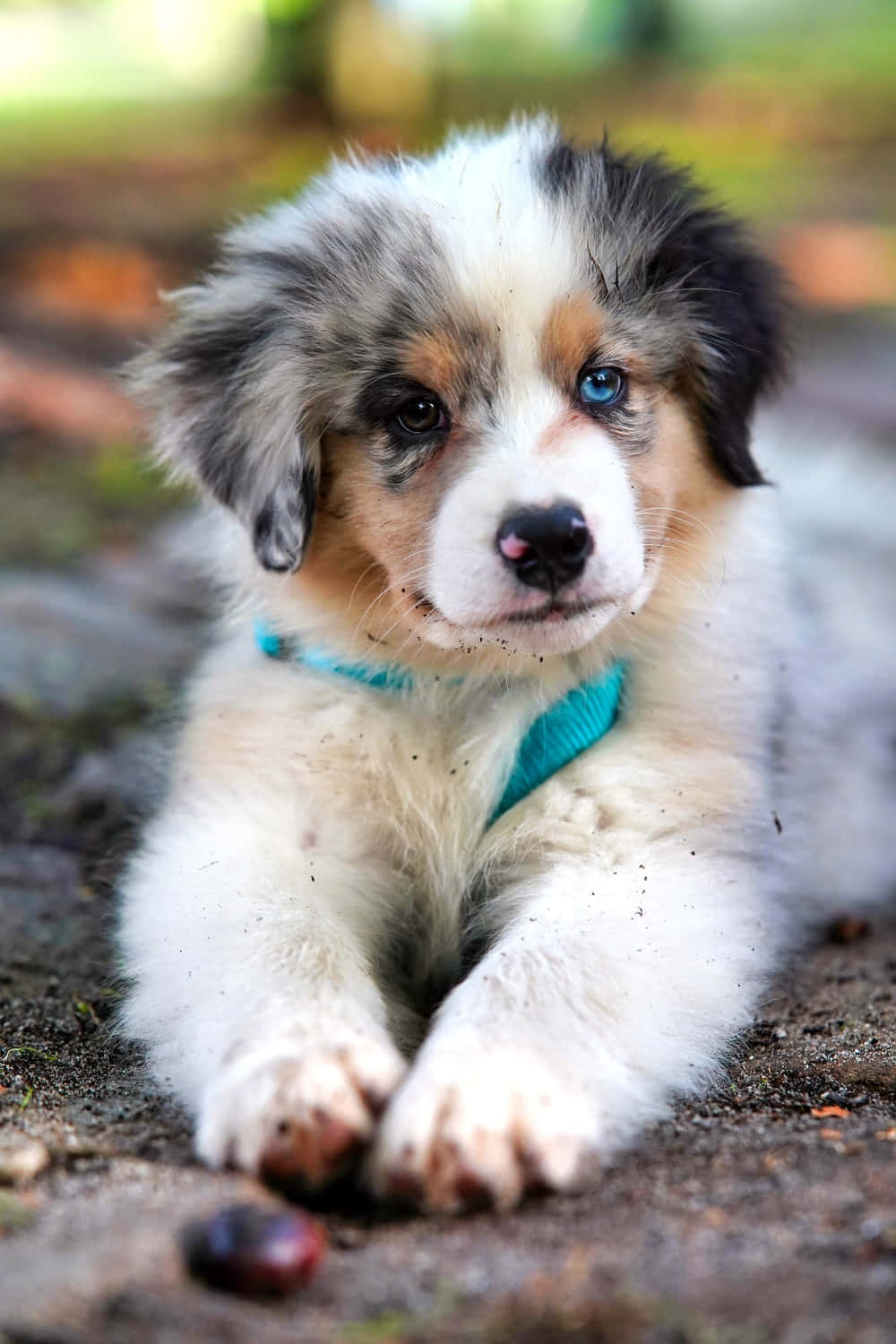 This fluffy pup is ready to be your best friend. Wallpaper