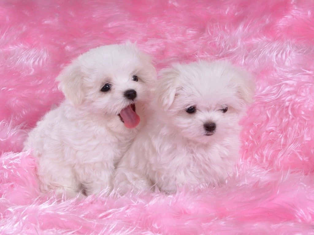 These Adorable Puppies are the Best! Wallpaper