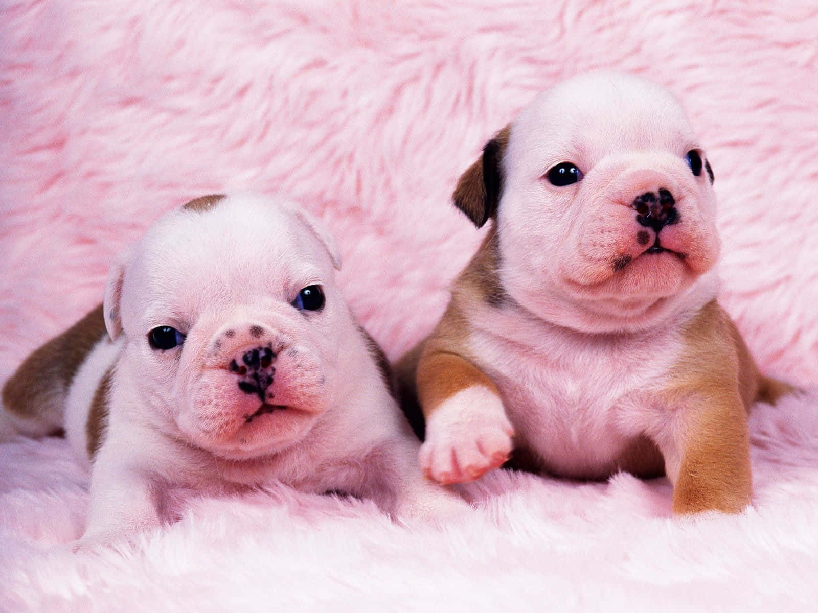 Two Puppies Laying On A Pink Blanket Wallpaper