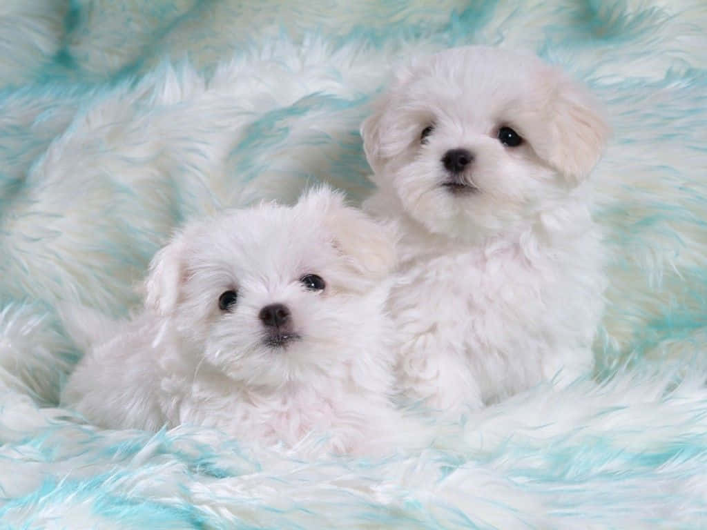 ¡miraa Estos Adorables Cachorritos! Fondo de pantalla