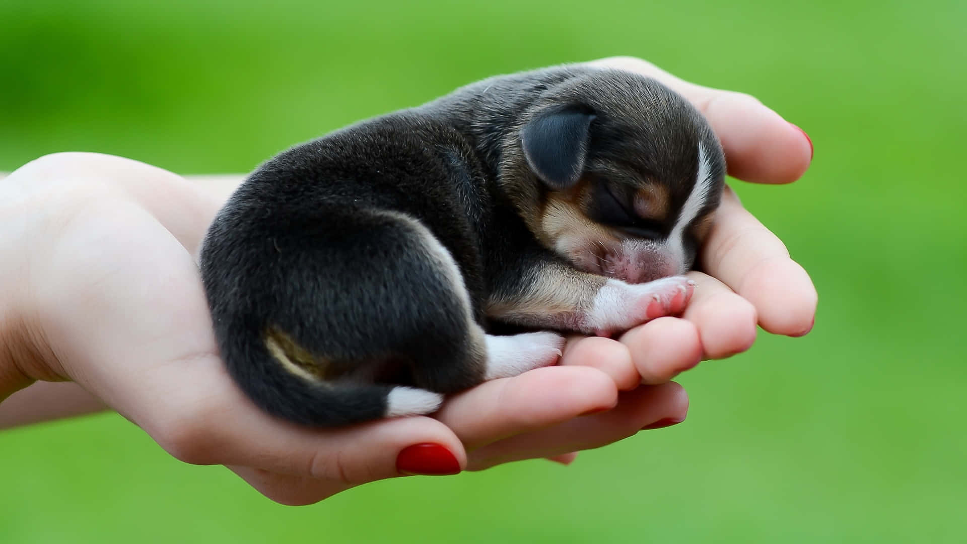 A Small Puppy Is Being Held In Someone's Hand Wallpaper
