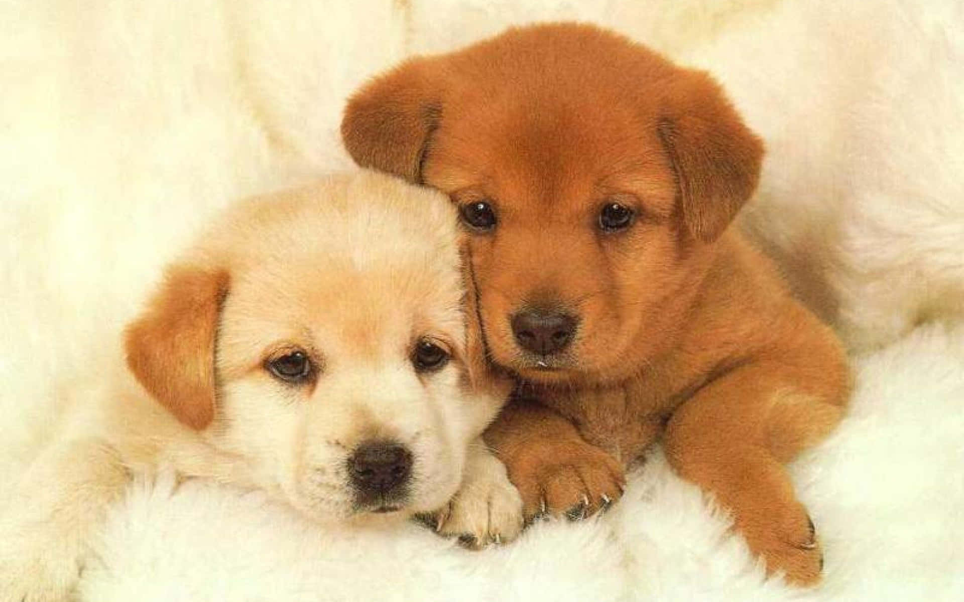 Snuggleworthy Cute Puppies Wallpaper