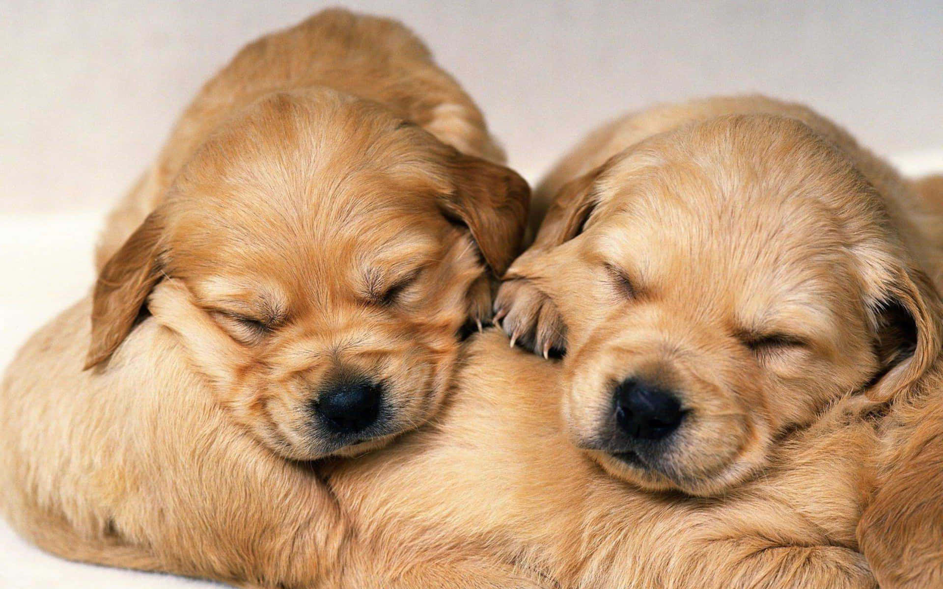 A Group Of Puppies Wallpaper