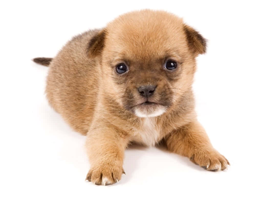 A Small Brown Puppy Laying Down On A White Background