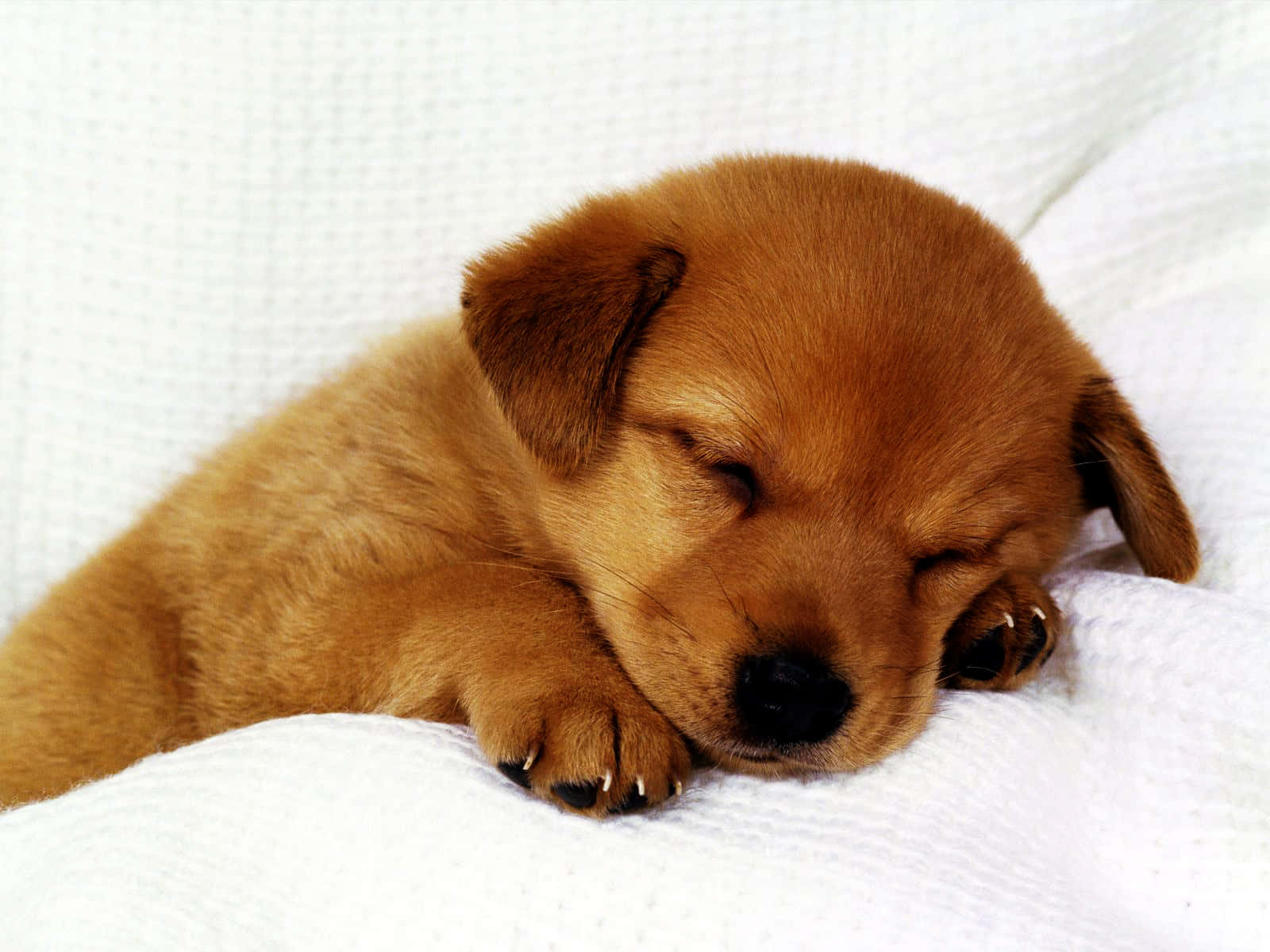 A Brown Puppy Sleeping