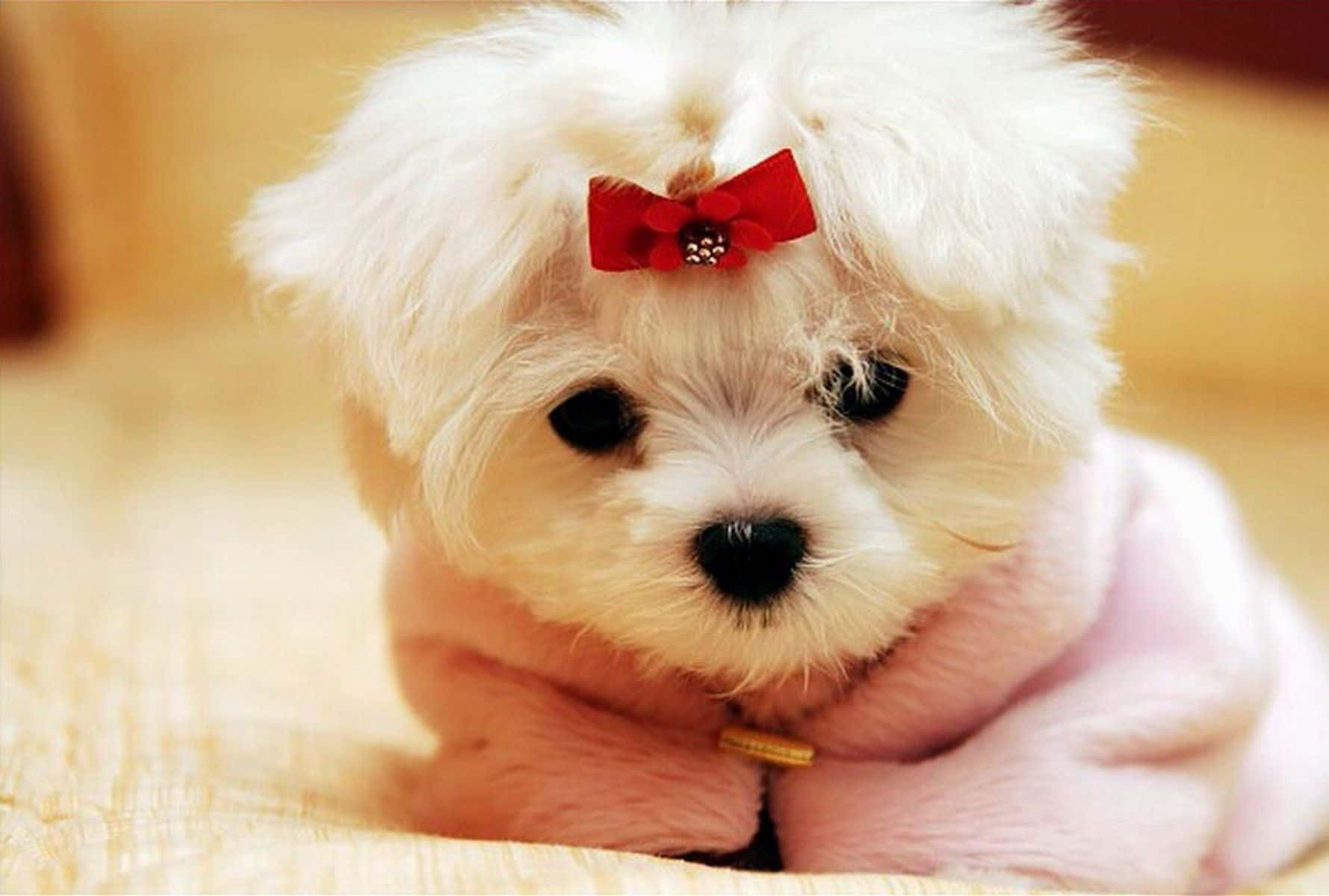 Cute White Dog With A Red Bow