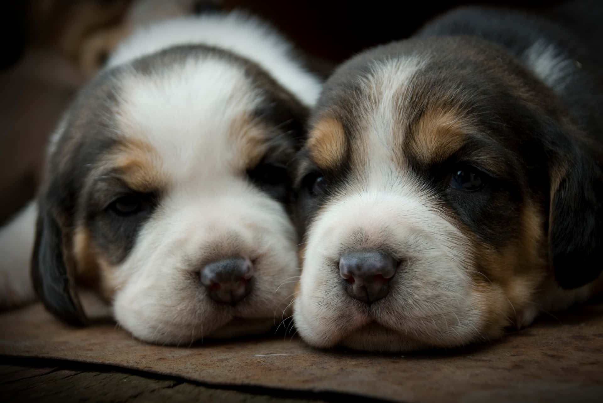 Puppy love - these cute puppies are sure to make your day brighter