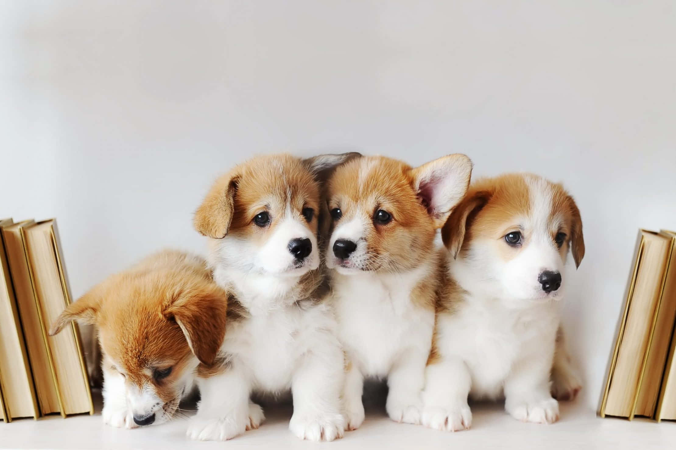 Four Small Puppies Sitting Next To Books