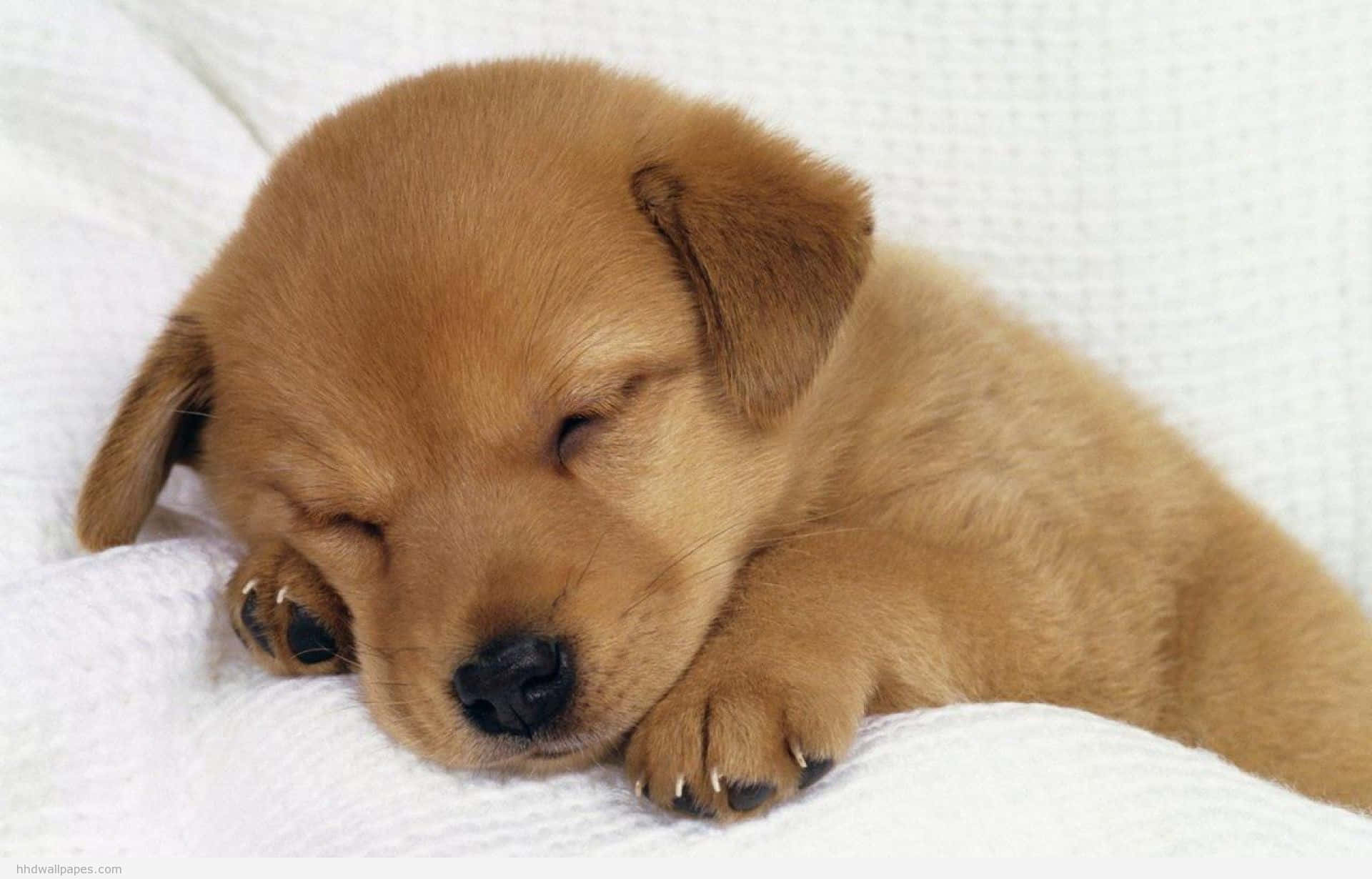 A Brown Puppy Sleeping On A White Blanket