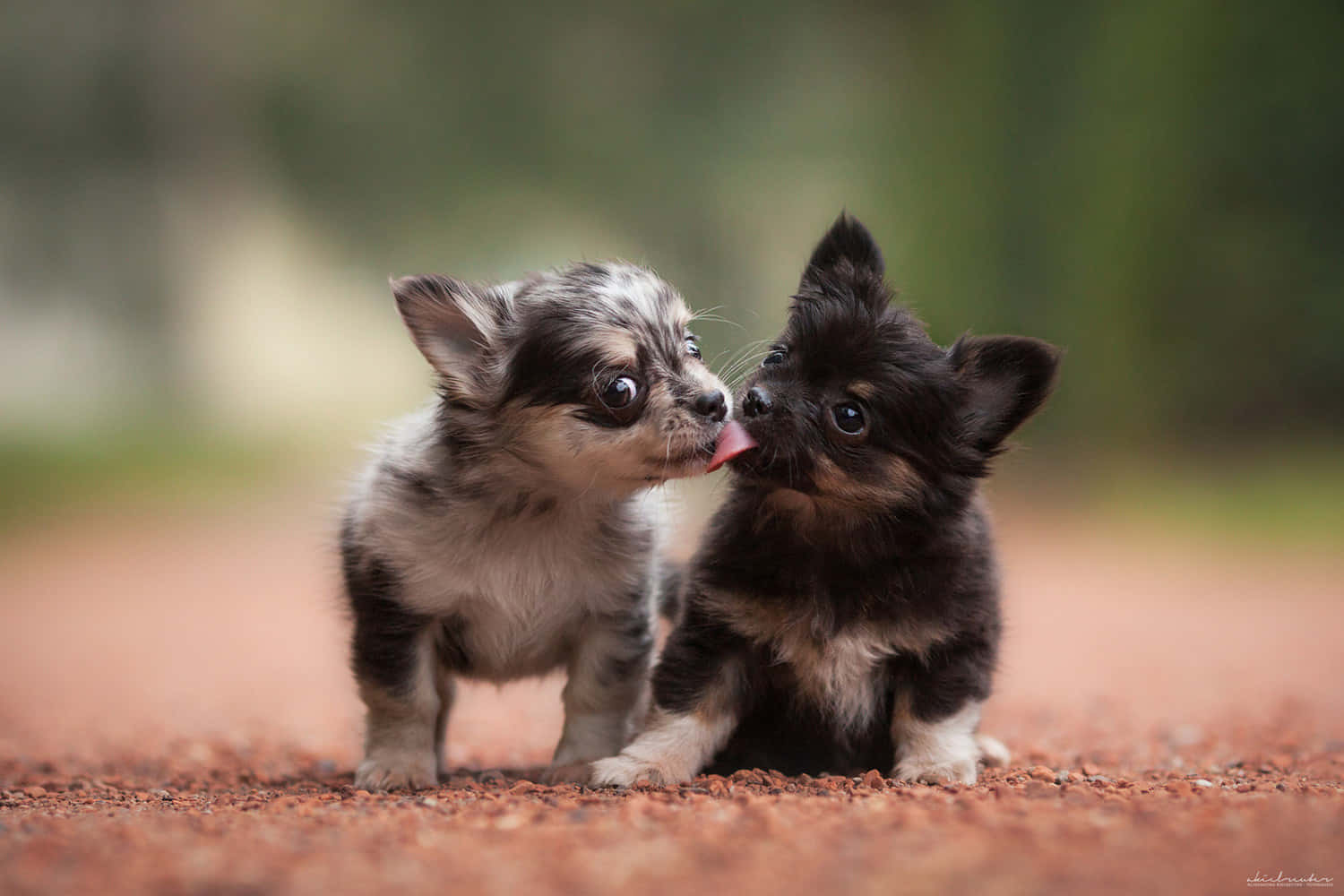 Look at how cute these two puppies are!