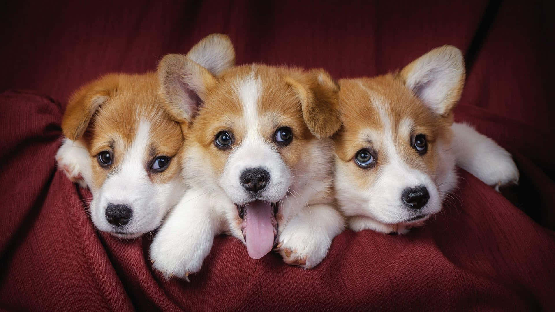 Cute Puppies Pictures
