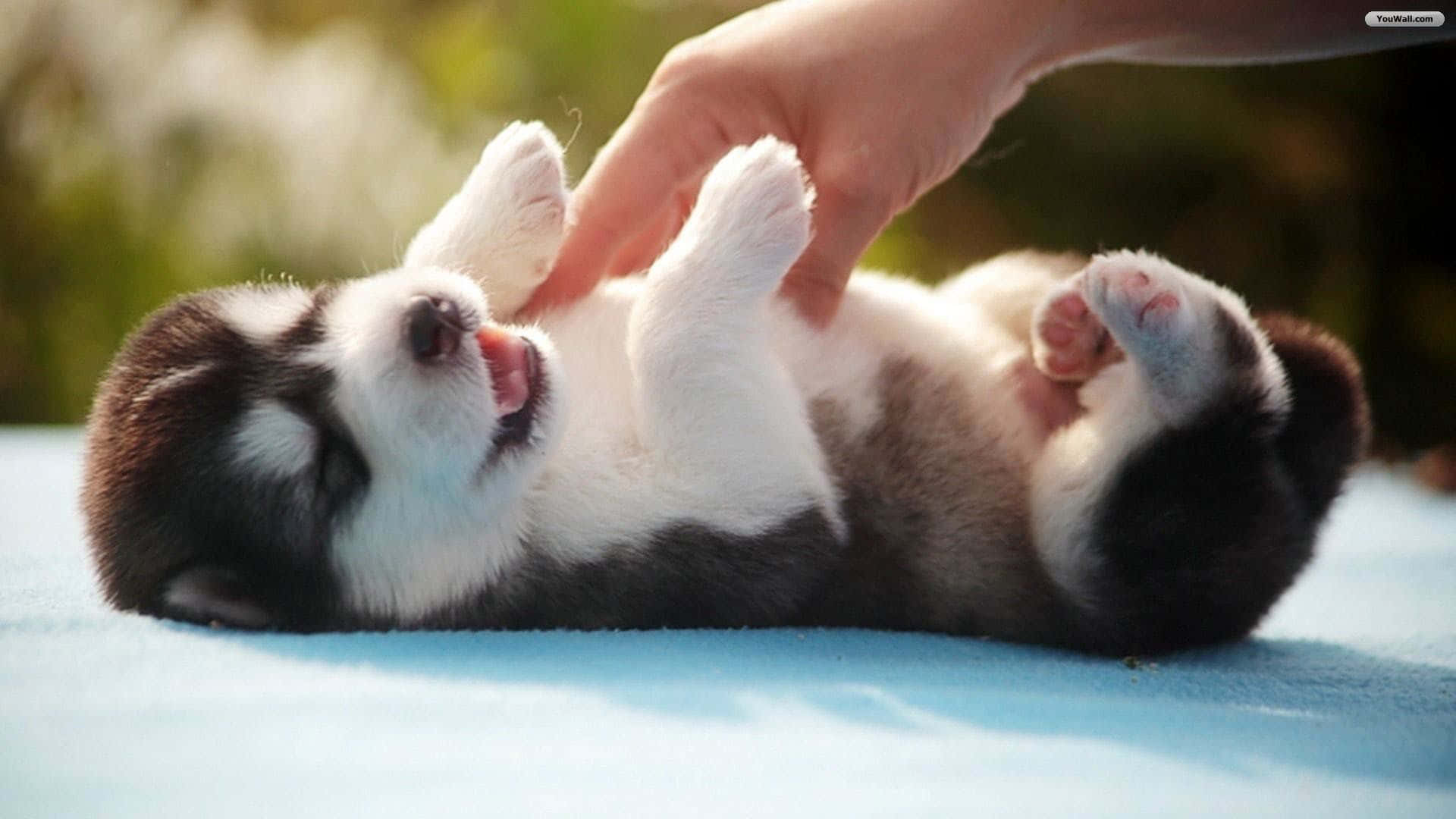 Cute Puppy Snuggling on Blanket Wallpaper