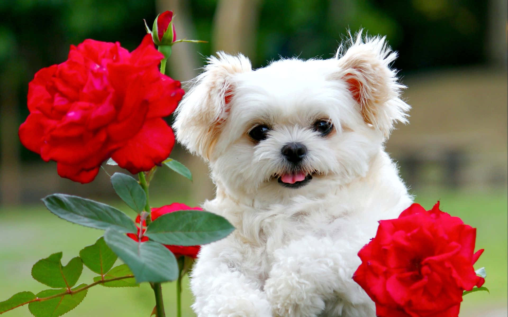 En lille hvid hund sidder i et felt af røde roser Wallpaper