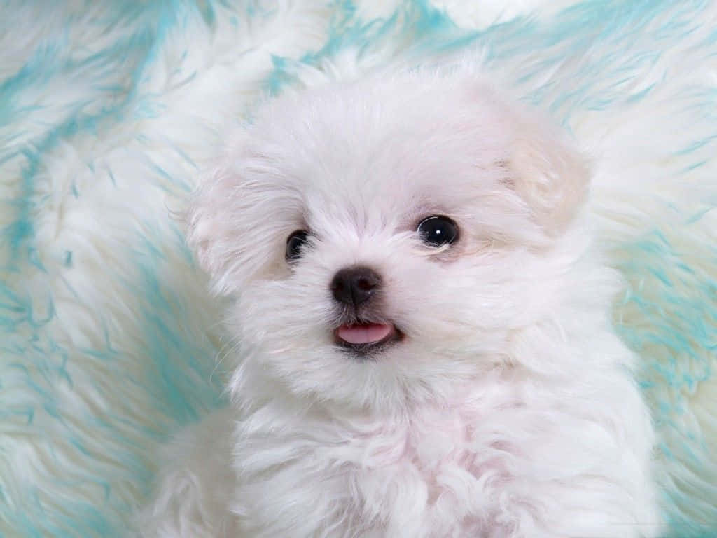 A White Puppy Is Sitting On A Blue Blanket Wallpaper