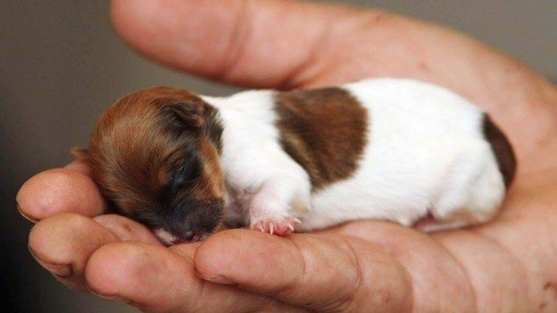 A Small White And Brown Puppy Is Being Held In A Person's Hand Wallpaper