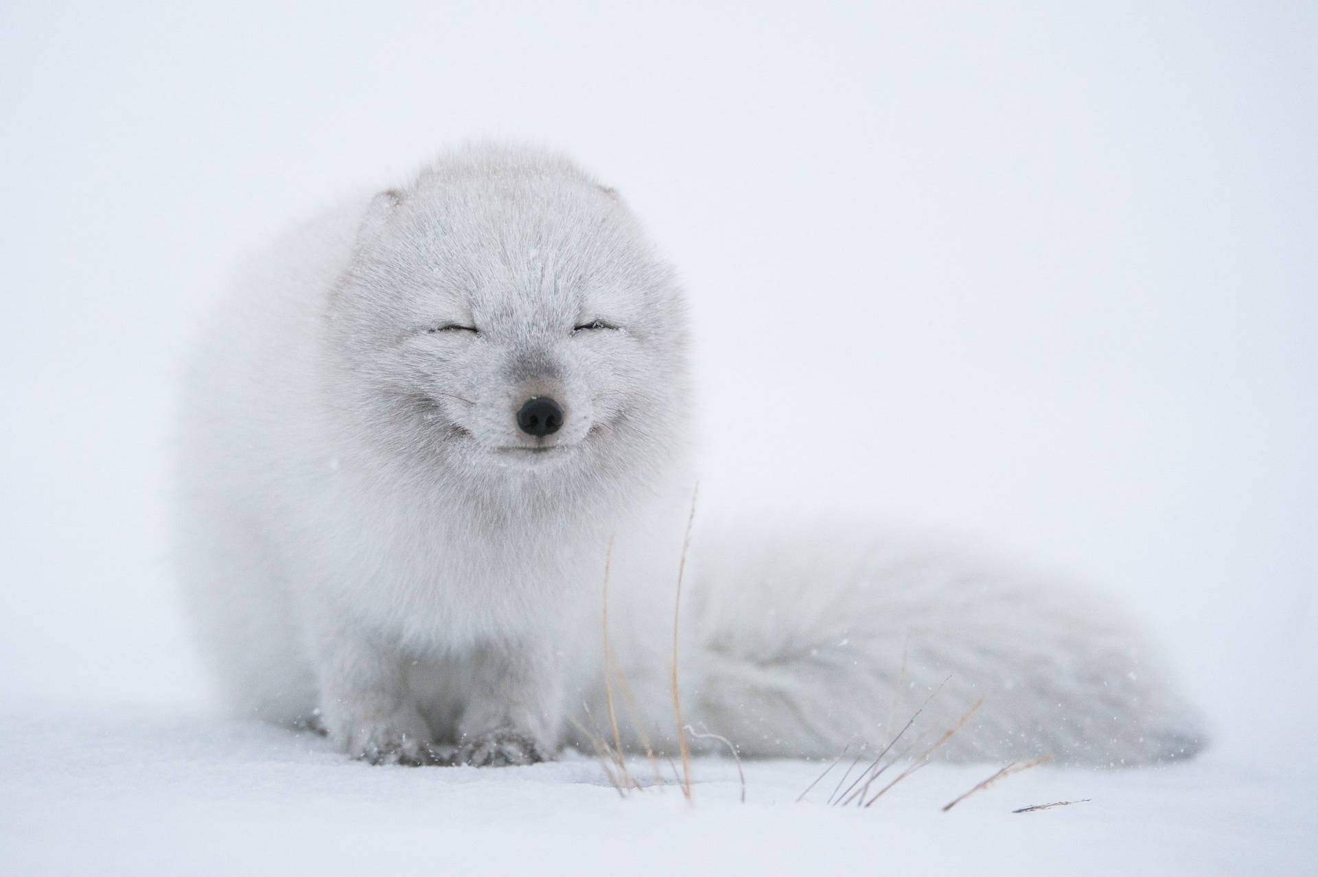 Cute Puppy Arctic Fox Wallpaper