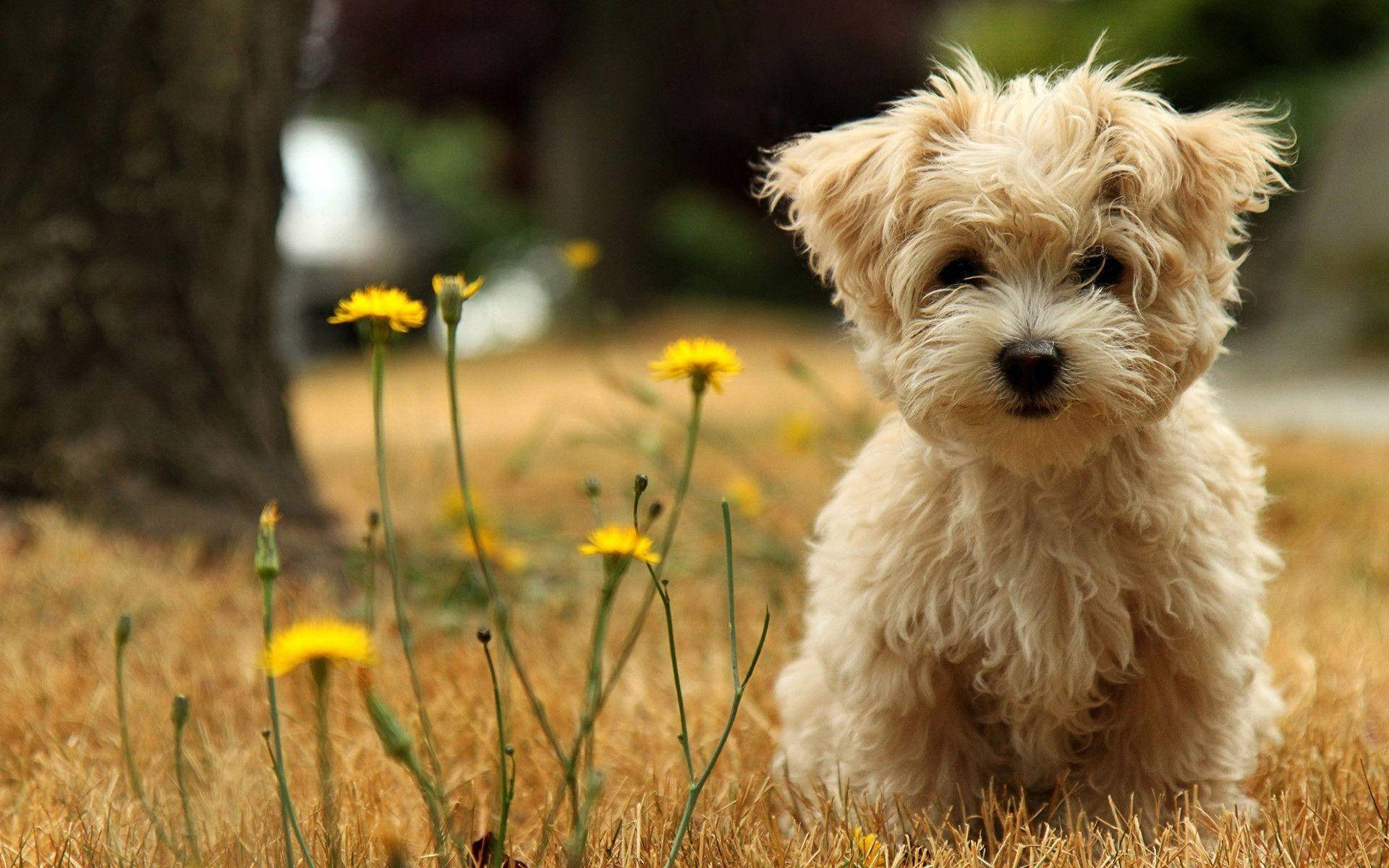 Cute Puppy Beside Yellow Flowers
