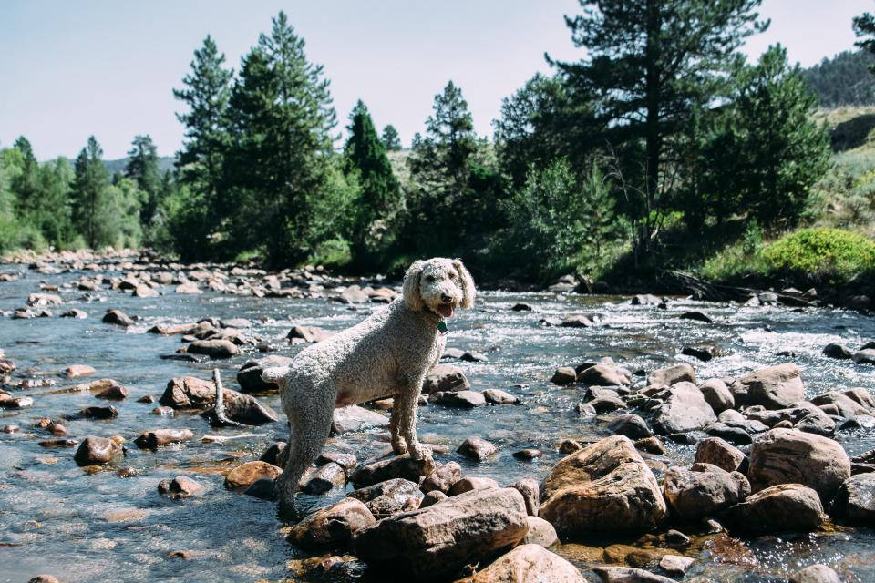Cute Puppy By The River