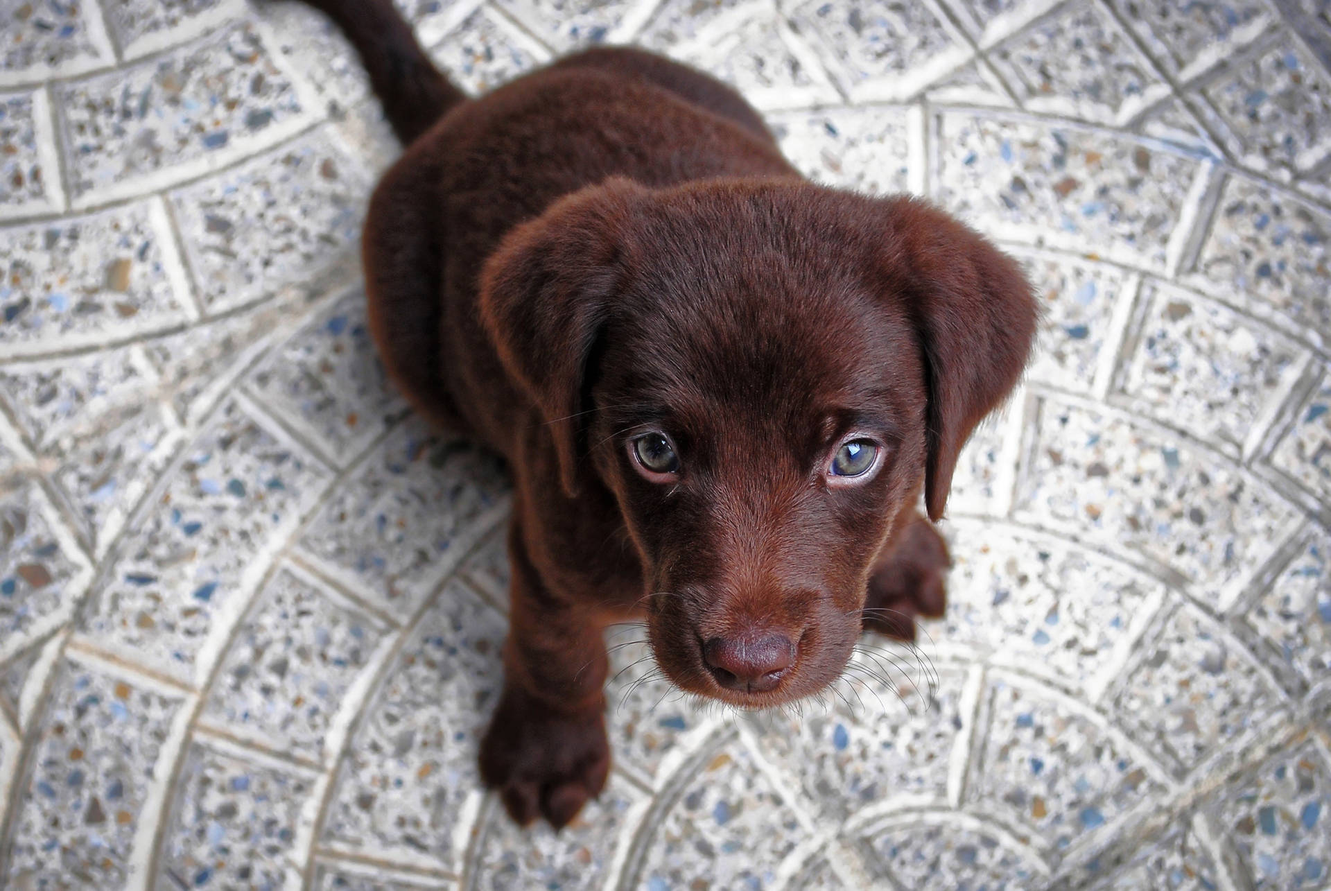 Cute Puppy Chocolate Labrador