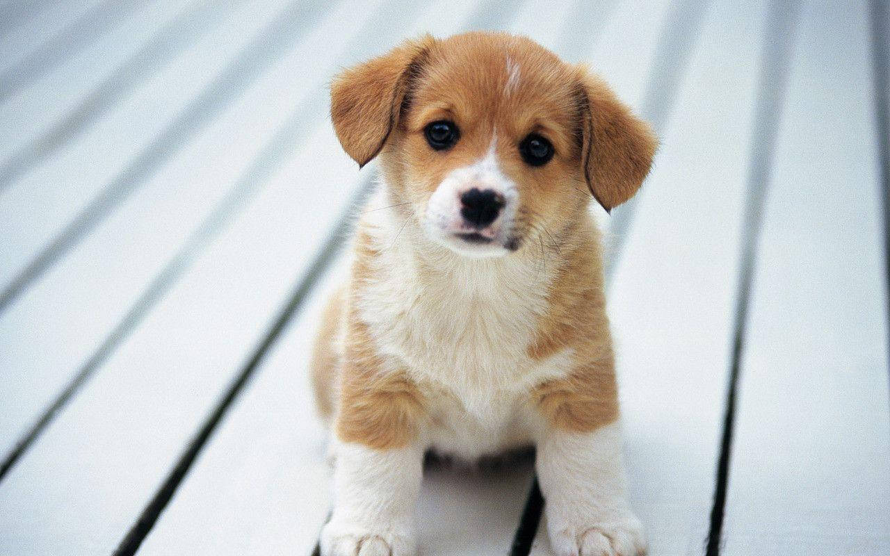 Cute Puppy Fotografering Wallpaper