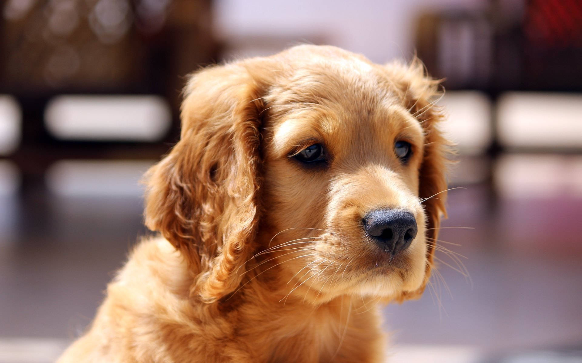 Cute Puppy Golden Retriever