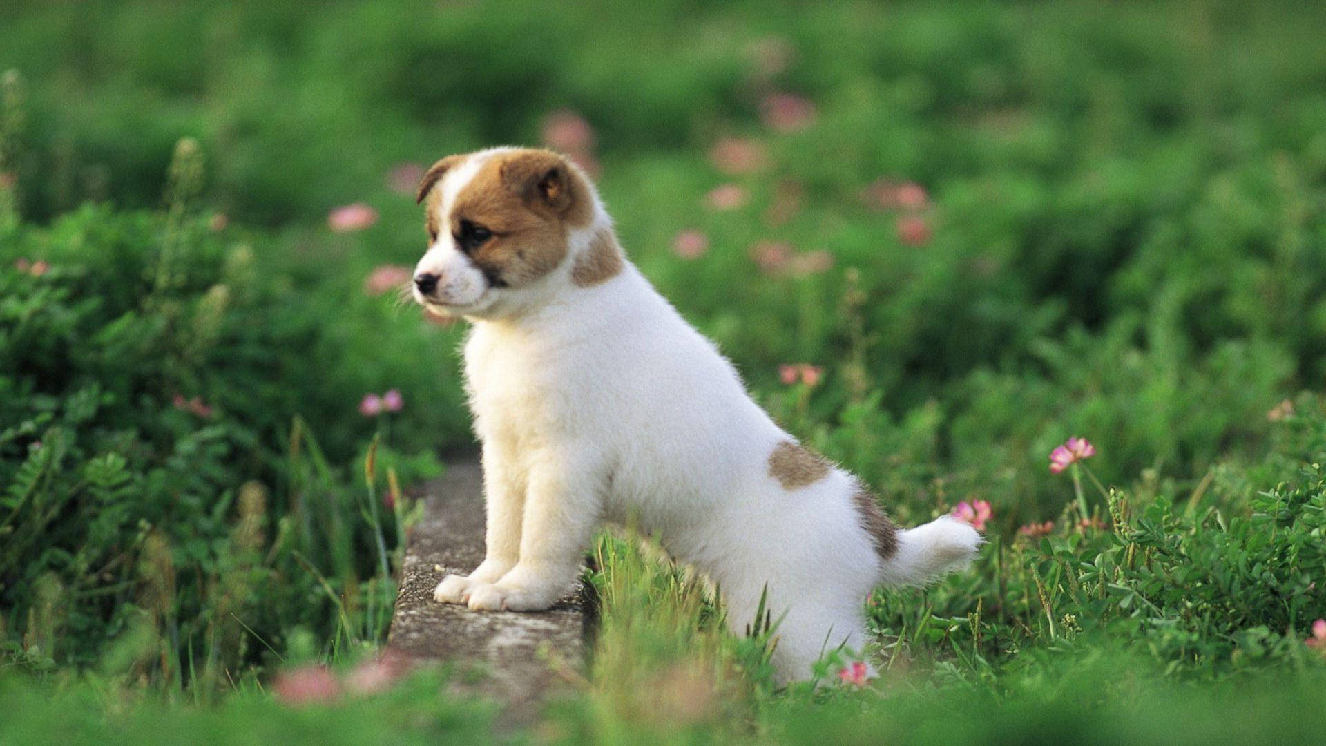 Cute Puppy In Garden