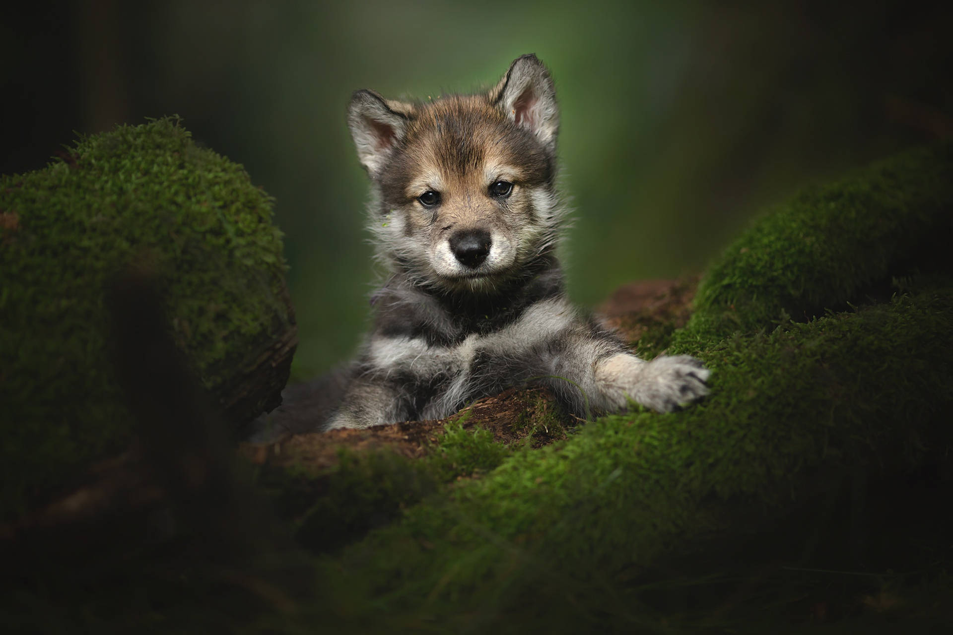 Cute Puppy In The Green Forest
