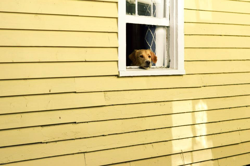 Cute Puppy In The Window