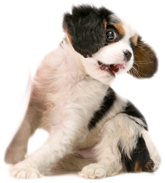 Cute Puppy Looking Back PNG