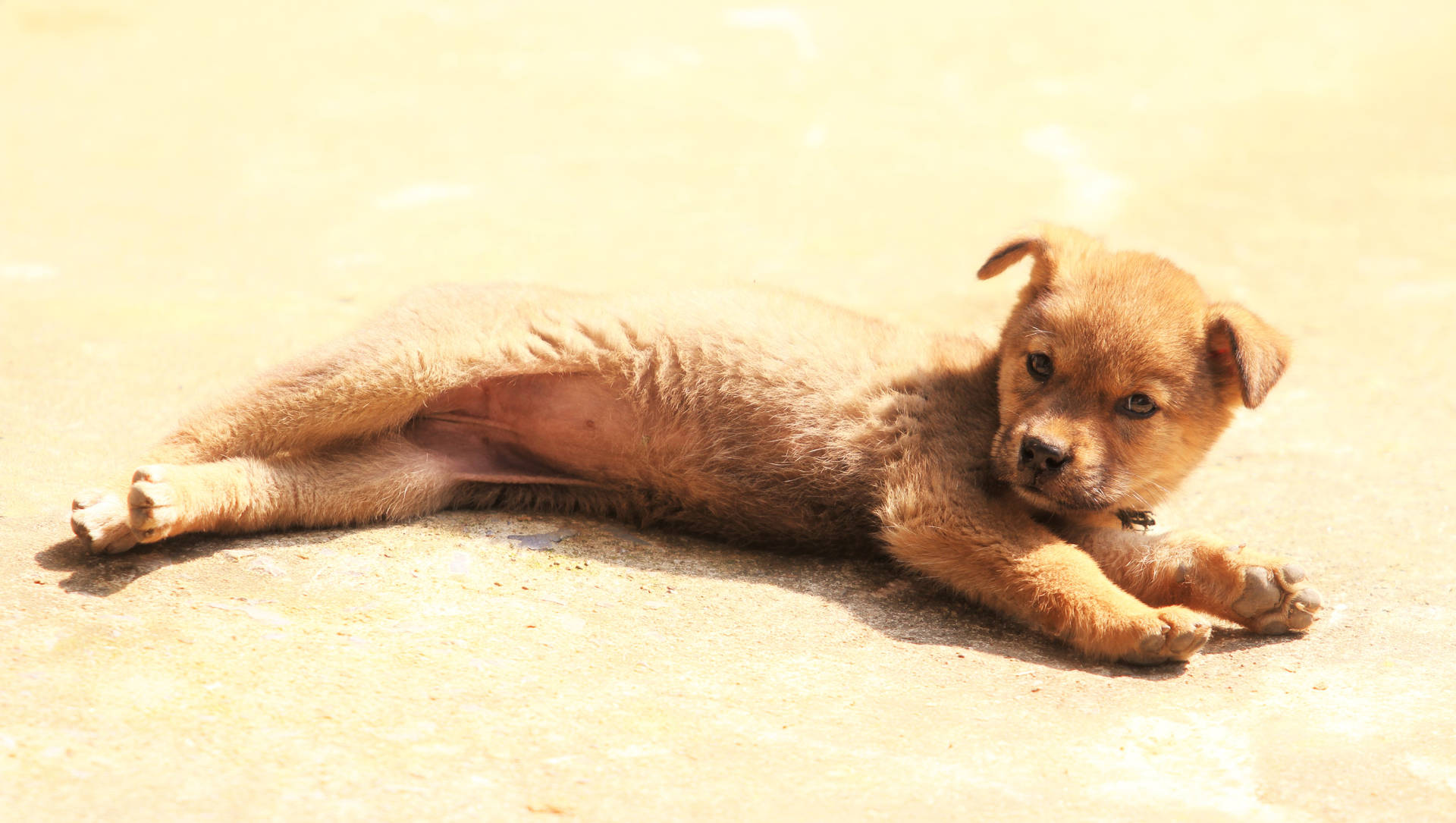 Cute Puppy Lying On The Floor