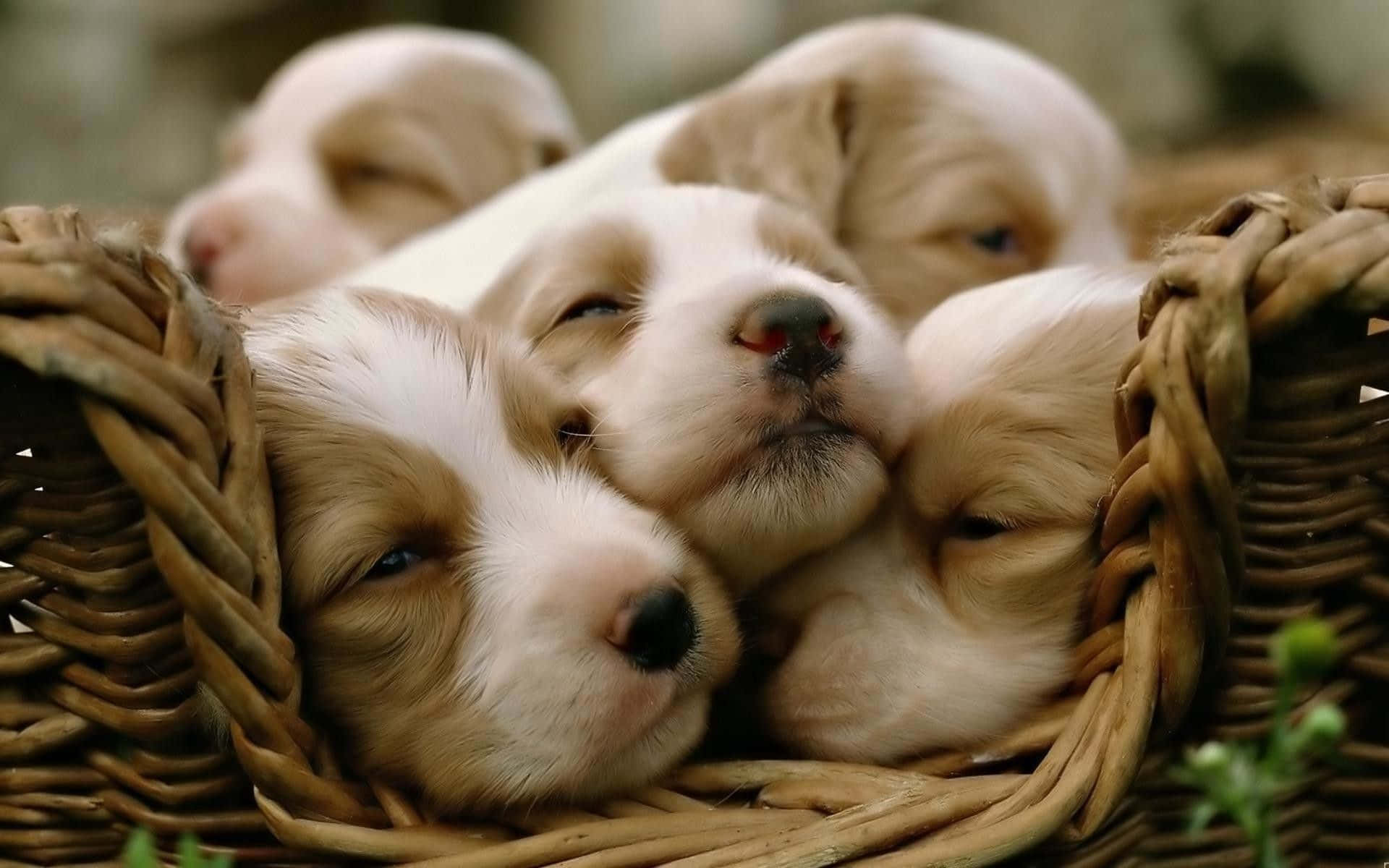 Puppies In A Basket - Hd Wallpapers