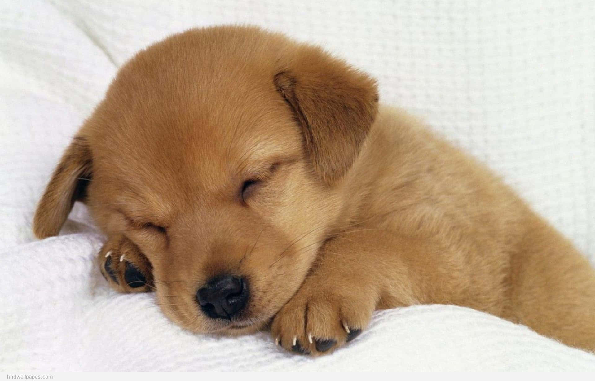 Intrigued by its own reflection, this cute puppy stands mesmerized